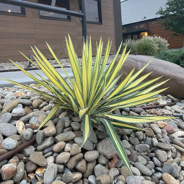Have a question about 2.25 Gal. Color Guard Yucca Shrub Plant with