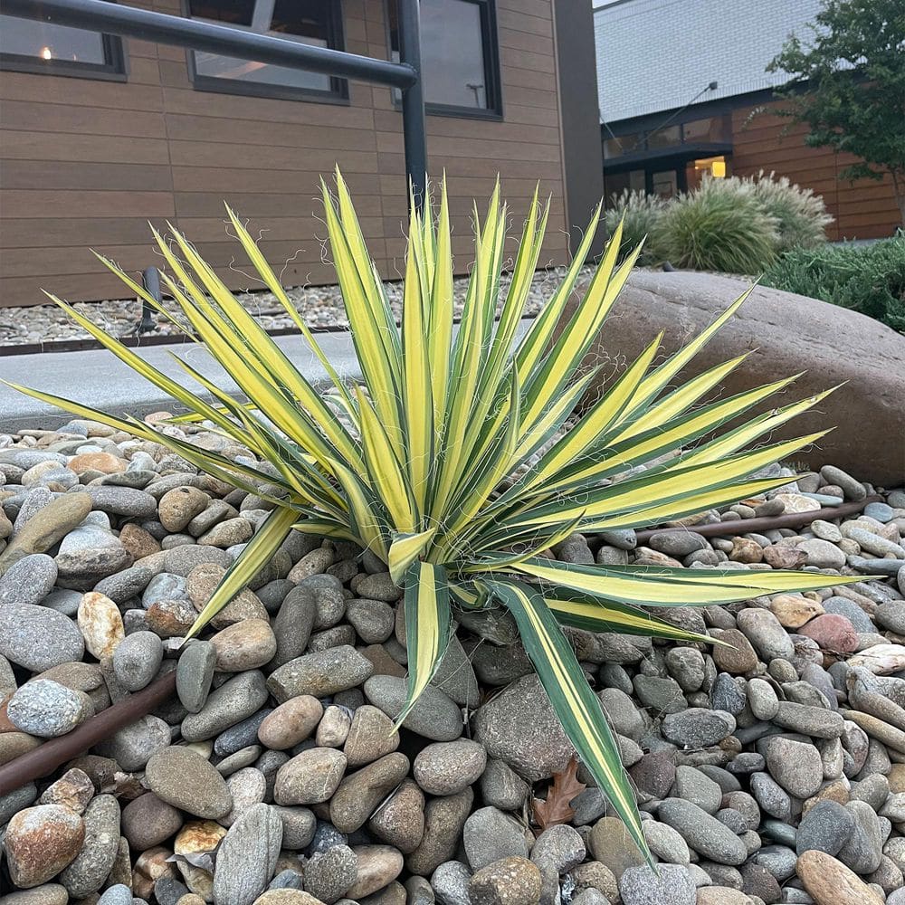 Creamy White and Dark Green Yucca 'Color Guard' 2.25 Gallon Evergreen Shrub