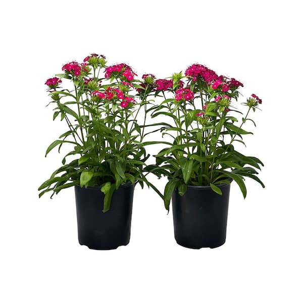 Pure Beauty Farms 2.5 Qt. Dianthus Jolt Cherry in Grower's Pot (2-Packs)