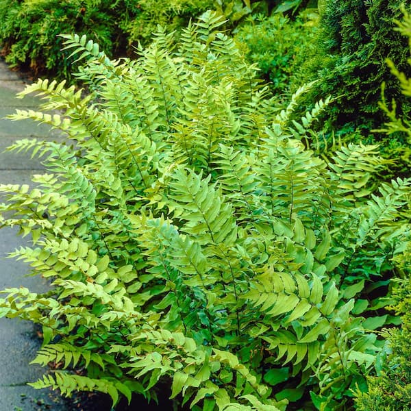 Spring Hill Nurseries 2.50 qt. Pot, Fortune Cold Hardy Fern, Live Potted Deciduous Foliage Perennial Plant (1-Pack)