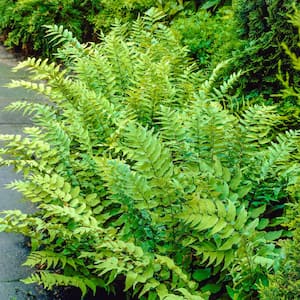 2.50 Qt. Pot, Fortune's Cold Hardy Fern Flowering Perennial Plant (1-Pack)