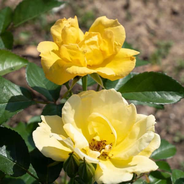 2 Gal. Easy Bee-zy Knock Out Rose Bush with Yellow Flowers