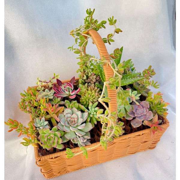 Succulent Plants Collection Cut Flowers, with Large Flower Basket