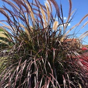 2.5 Qt. Purple Fountain Grass (Pennisetum Rubrum) - Live Perennial Ornamental Plant