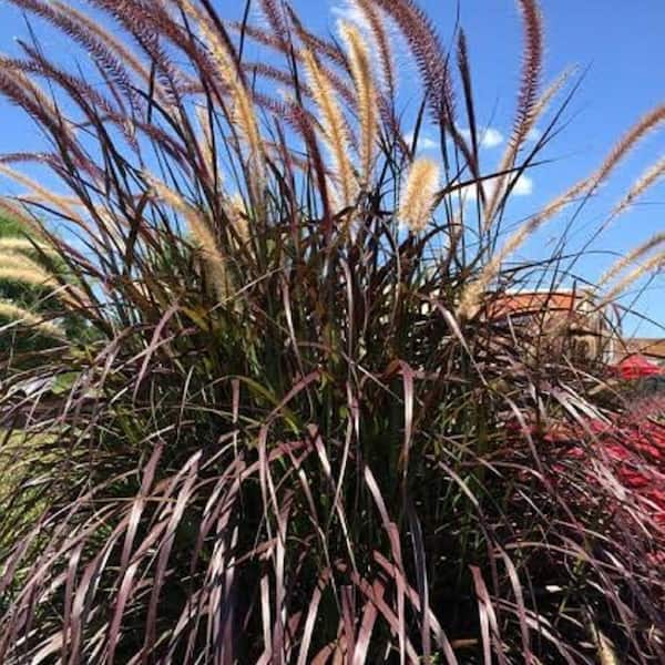 2.5 Qt. Purple Fountain Grass (Pennisetum Rubrum) - Live Perennial Ornamental Plant