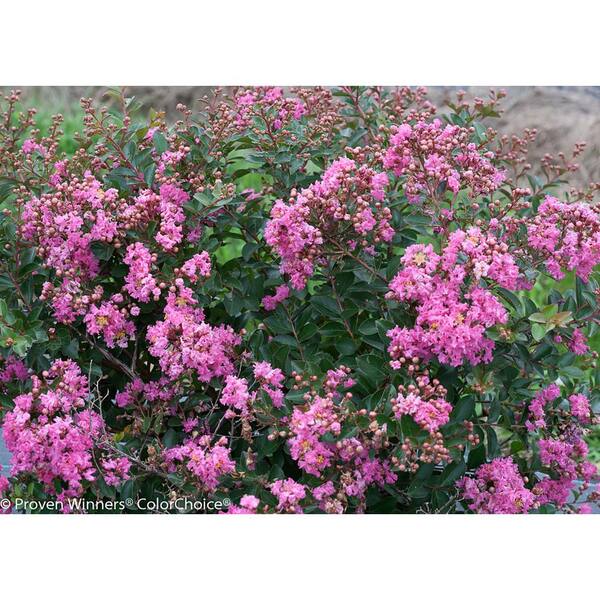 PROVEN WINNERS 3 Gal. Infinitini Brite Pink Crapemyrtle (Lagerstroemia) Live Shrub, Pink Flowers