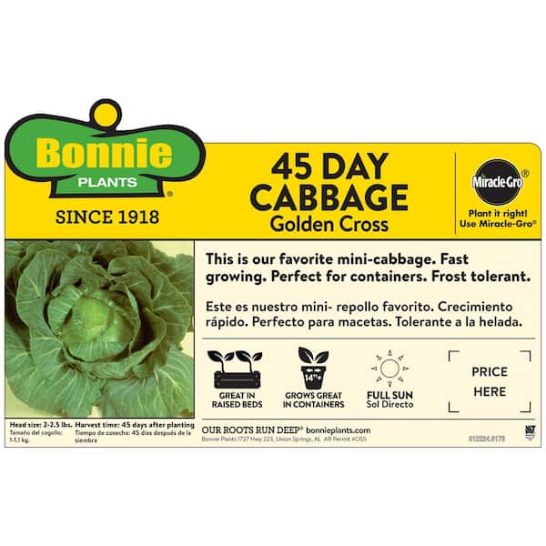 6PK Cabbage - Golden Cross