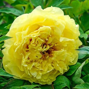 Yellow Flowers Crown Itoh Peony (Paeonia) Live Bareroot Perennial Plant