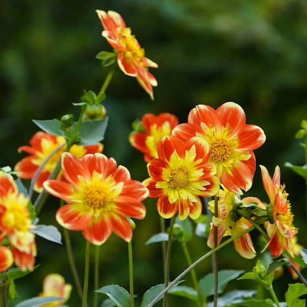 national PLANT NETWORK Dahlia Collarette Mixed Bulbs (10-Pack