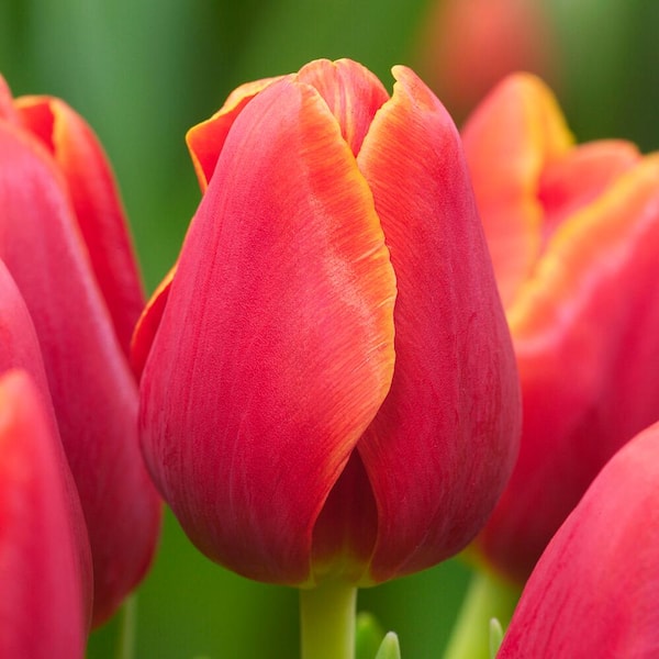 Garden State Bulb 12/ cm, Triumph Verandi Tulip Flower Bulbs (Bag of 25)