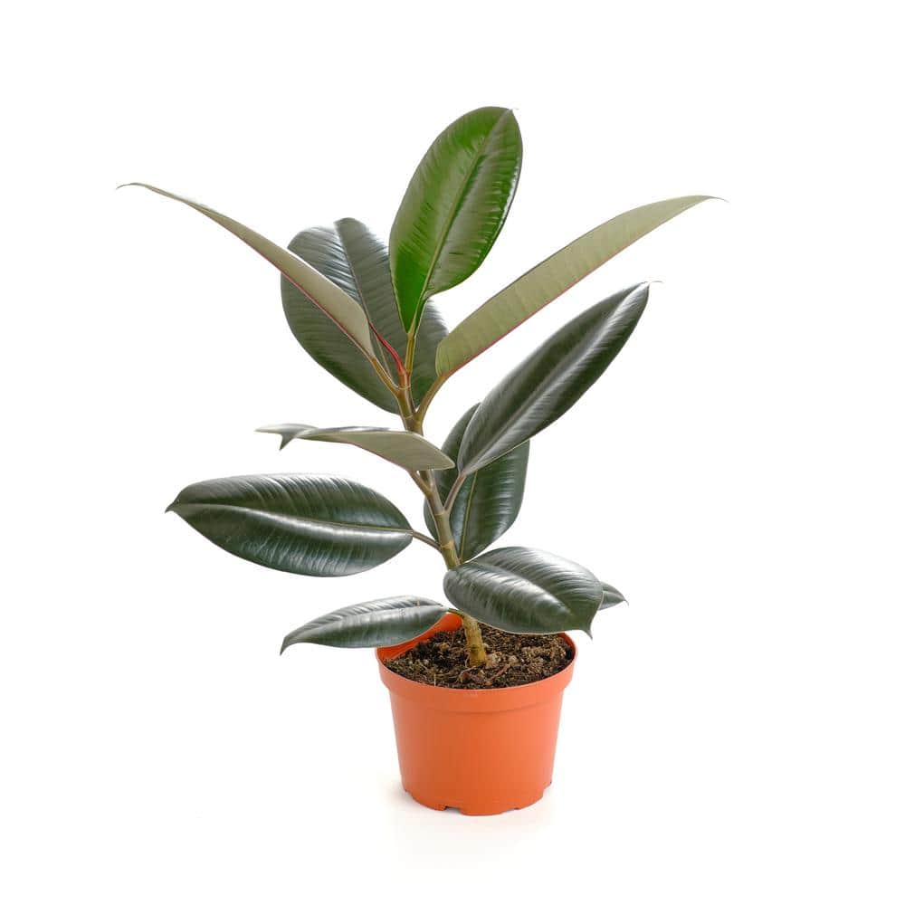 Large Burgundy Ficus Rubber Tree in Brown Grower Pot