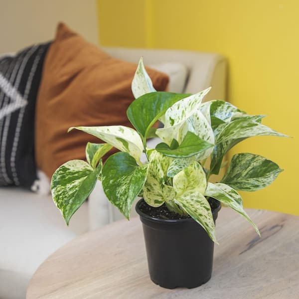 Marble Queen Pothos Plant & Black Grow Pot | Easy Houseplant | Filtered Sun | Element by Altman Plants, Size: 4.25 inch