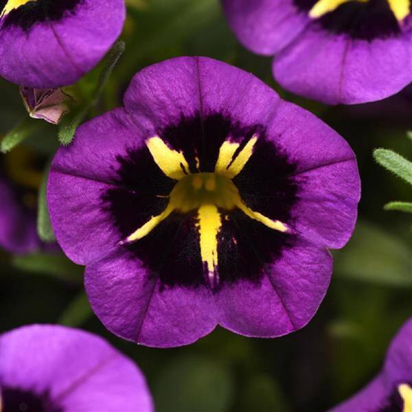 BELL NURSERY 11 in. Midnight Kiss Calibrachoa Cabaret Annual Live Plant in Hanging Basket