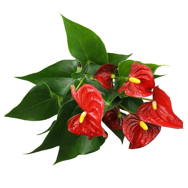 indoor plants for good air Essential Houseplant 4-pack: Popular Air Purifying Live Plants - (4.25   Altman Plants