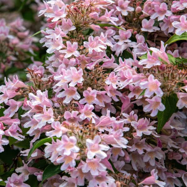 abelia edward goucha ダッフルフーディ abelia edoward goucha ダッフルパーカー