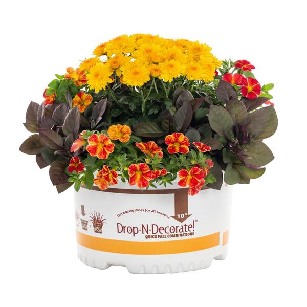 1.5 Gal. Fall Combo with Alternanthera, Calibrachoa and Mum Chrysanthemum Multicolor Annual Plant (1-Pack)