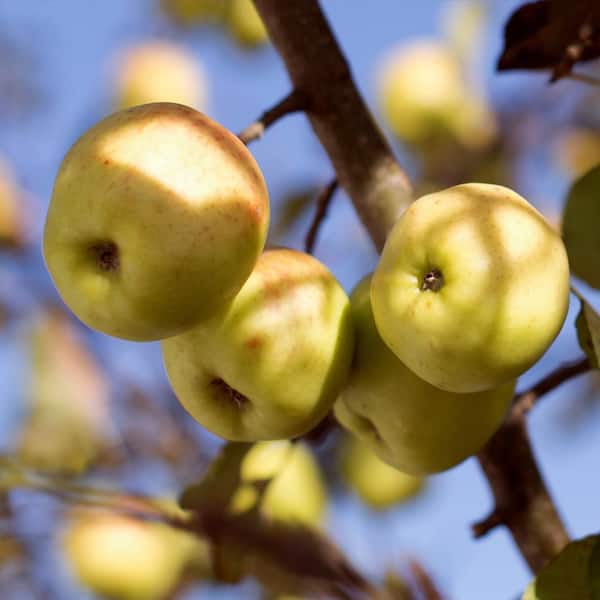 Unbranded Golden Dorsett Apple Low Chill Fruit Tree