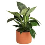 Philodendron Birkin Indoor Plant in 6 in. Ceramic Pot, Avg. Shipping Height 1-2 ft. Tall