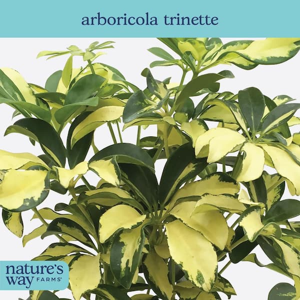 NATURE'S WAY FARMS 1.72 Gal. Trinette Arboricola Variegated
