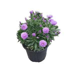 2.5 Qt. Blue/Purple Perennial Aster