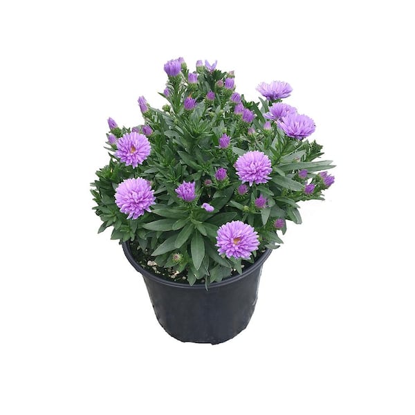 Unbranded 2.5 Qt. Blue/Purple Perennial Aster