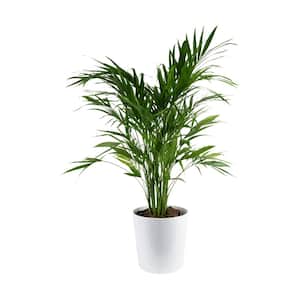 Cateracterum Indoor Palm (Cat Palm) in 9.25 in. White Paradise Planter, Avg. Shipping Height 3-4 ft. Tall
