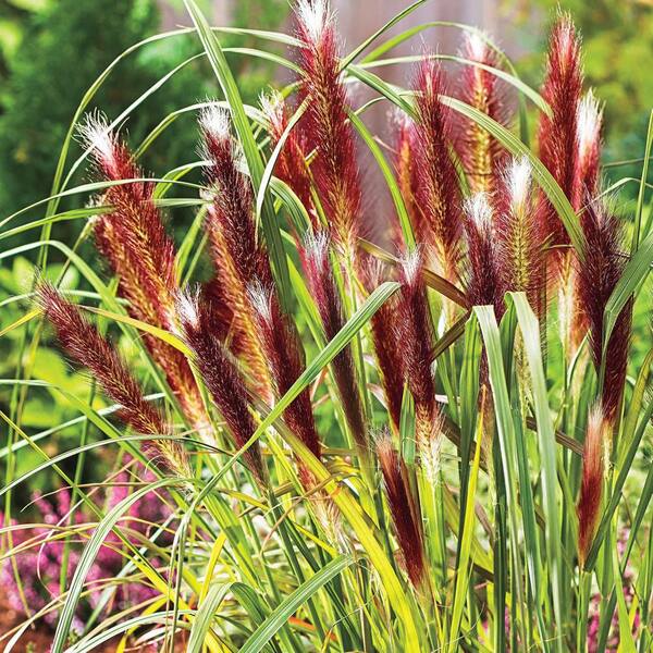 Spring Hill Nurseries 2 in. Pot Red Head Fountain Grass (Pennisetum), Live Deciduous Plant, Green Foliage with Red Plumes Perennial (1-Pack)