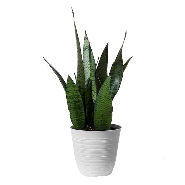 United Nursery 14 in. to 16 in. Tall Snake Plant Sansevieria Robusta Plant in 6 in. White Decor Pot