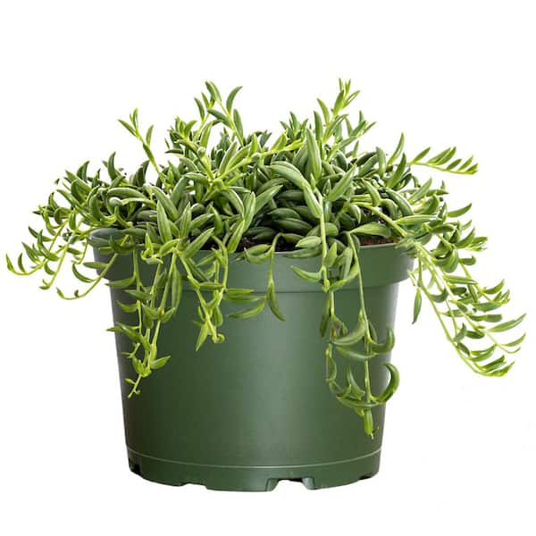 Live String of Bananas Houseplant in 6 in. Grower Pot