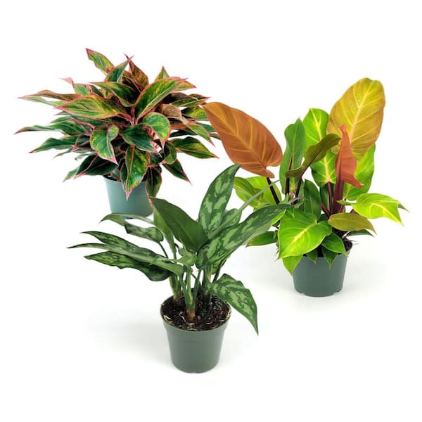 national PLANT NETWORK 6 in. SpaceScape Tropical Lush Plant Collection in Grower Container (3-Pack)