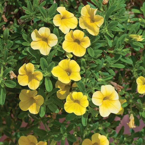 Vigoro 2 QT Calibrachoa Million Bells 'MiniFamous Uno Yellow' Yellow Annual Plant