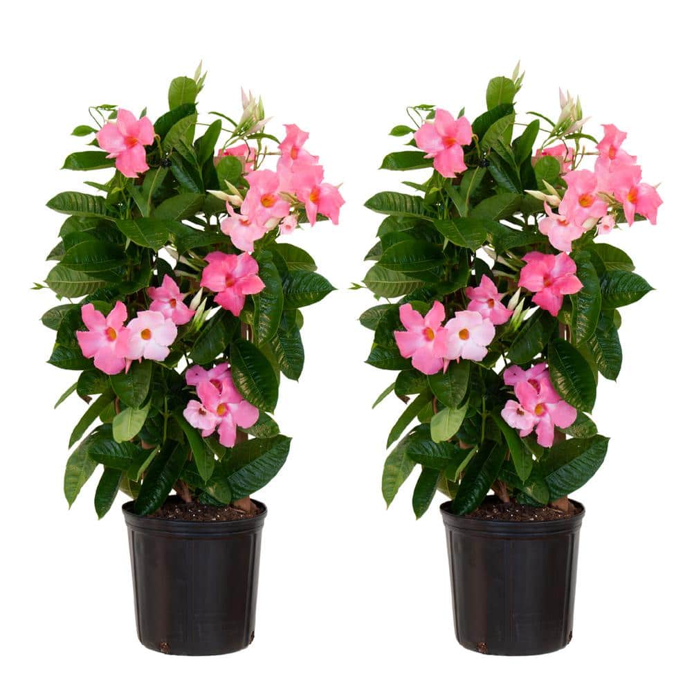 United Nursery Pink Mandevilla Trellis Live Outdoor Vining Plant in 9.25 inch Grower Pot (2Pack