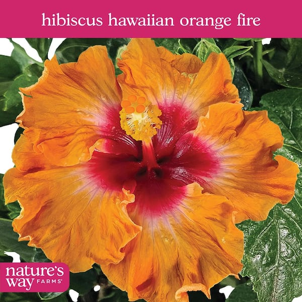 NATURE'S WAY FARMS 1.72 Gal. Orange Fire Hawaiian Hibiscus