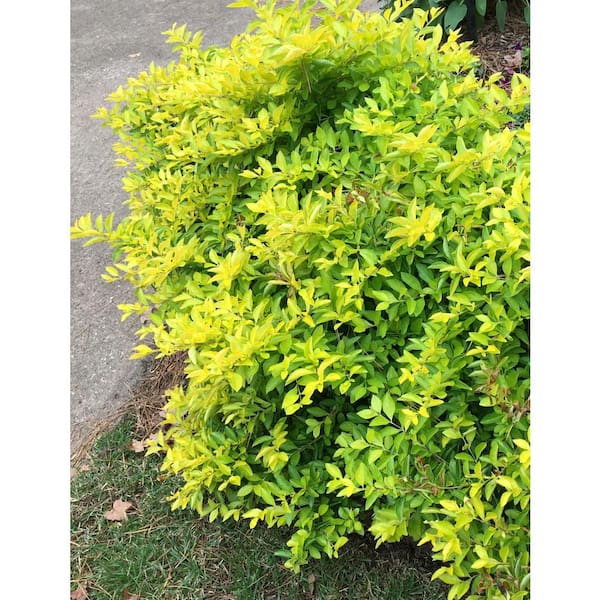 OnlinePlantCenter 3 Gal. Gold Mound Duranta Flowering Shrub with Tiny Lavender Flowers
