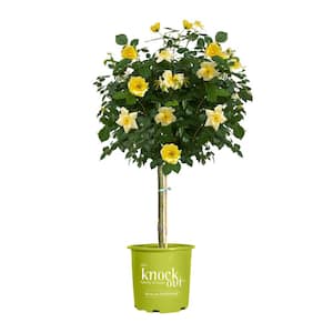 3 Gal. Easy Bee-zy Knock Out Rose Tree with Yellow Flowers