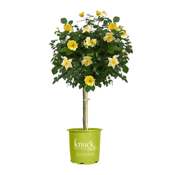 KNOCK OUT 3 Gal. Easy Bee-zy Knock Out Rose Tree with Yellow Flowers