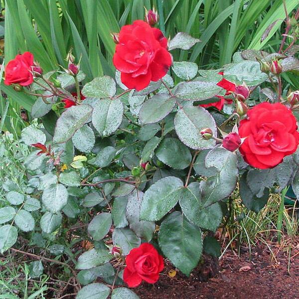 Mea Nursery All Time Favorites Gypsy Hybrid Tea Rose With Red Flowers The Home Depot