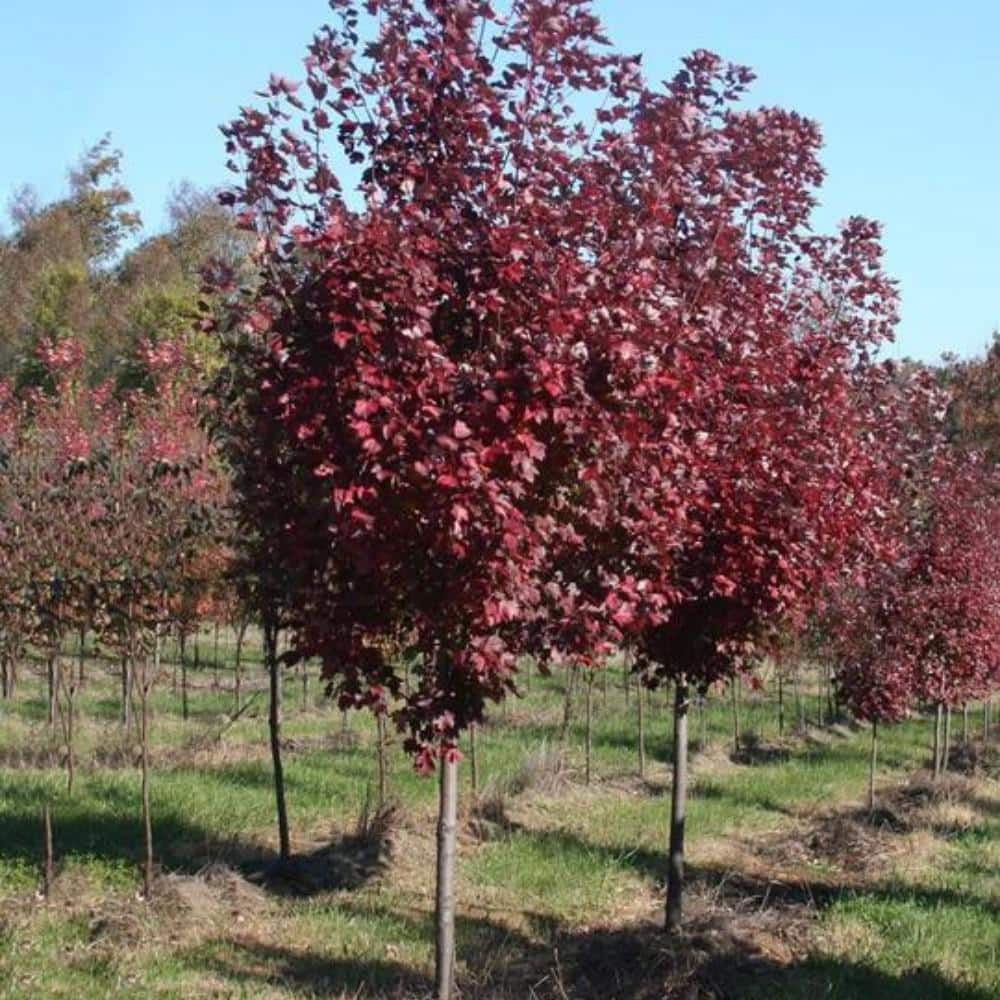 5 Gal. Brandywine Maple Shade Tree MAPBRA05G - The Home Depot