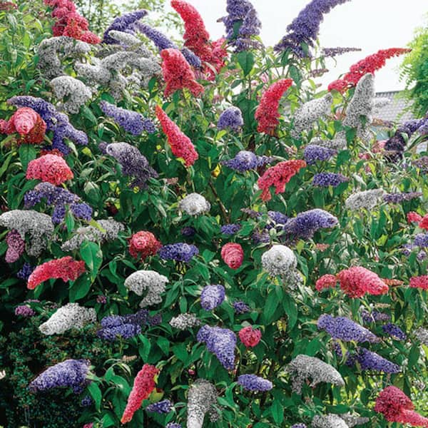 DIRECT GARDENING 3-In-1 Multi-Color Flowering Butterfly Bush Buddleia Dormant Bare Root Deciduous Starter Plant (1-Pack)