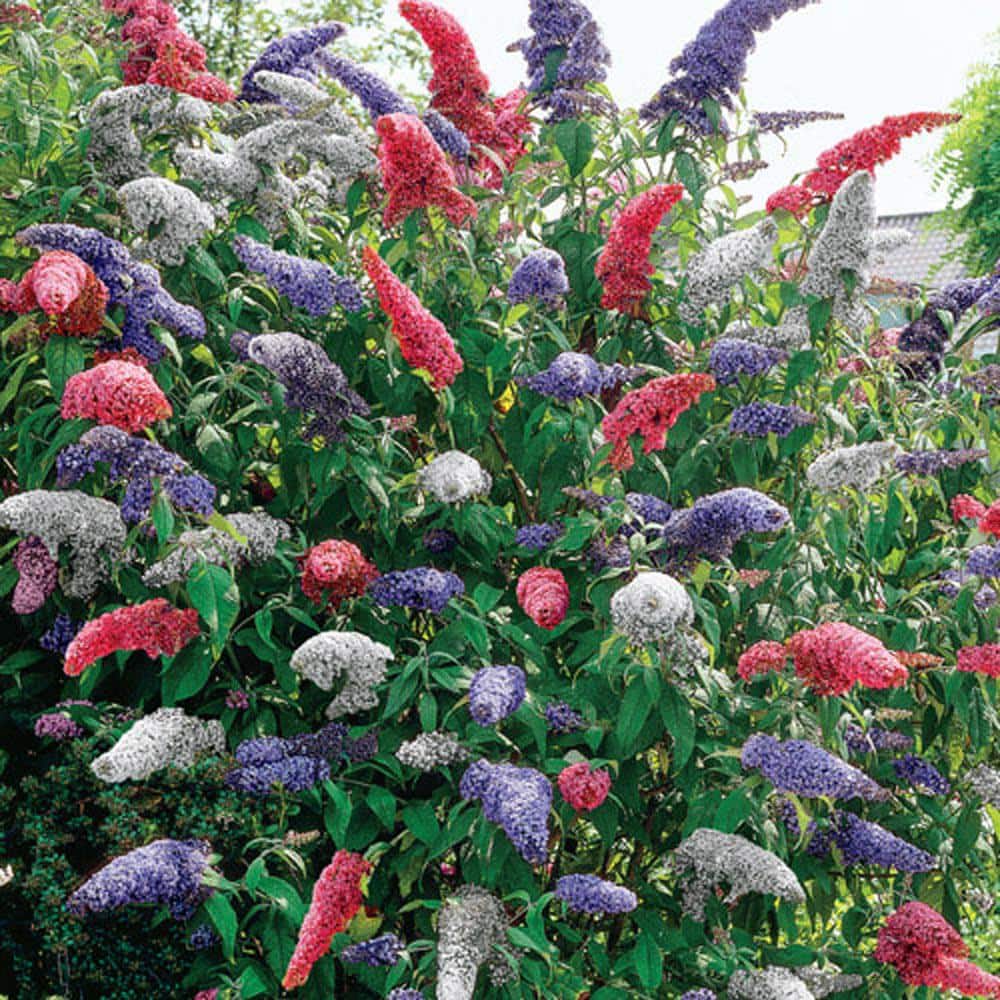Multi-Color Butterfly Bush with Lavender, White, and Magenta Flowers