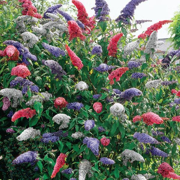 DIRECT GARDENING 3-In-1 Multi-Color Flowering Butterfly Bush Buddleia ...