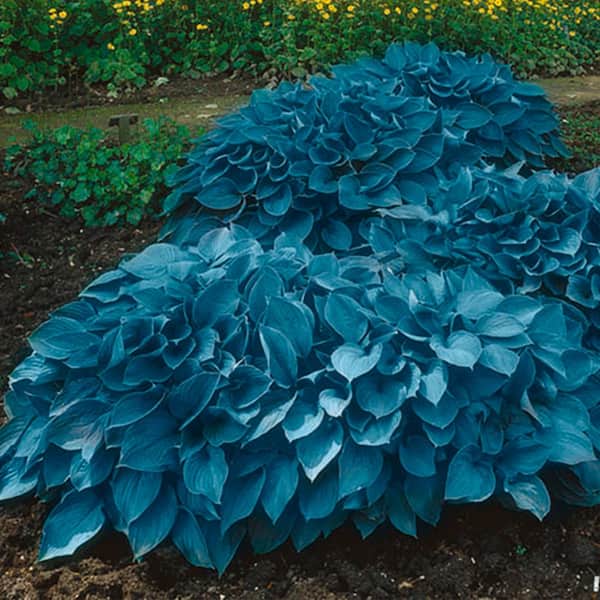 #1, Blue Mix Hosta Bulbs, Bare Roots (Bag of 9)