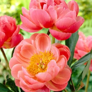 Peonies Coral Charm Roots (3-Pack)