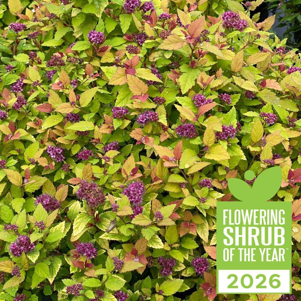 Proven Winners 1 Gal. Double Play Dolly Spirea (Spiraea Japonica