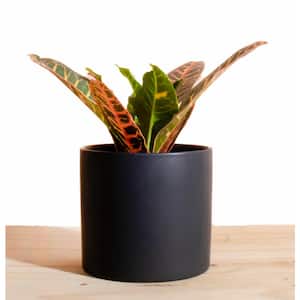 Croton Petra in 6 in. Modern Ceramic Black Planter Pot