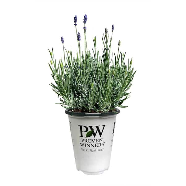 Unbranded. 2.5 qt. Lavender A Sweet Romance Perennial Plant with
