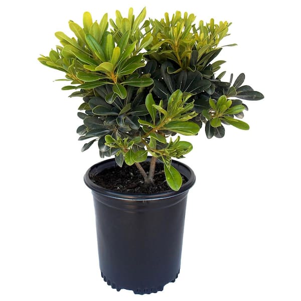 2.5 qt. Dwarf Mock Orange Pittosporum Wheelers Dwarf