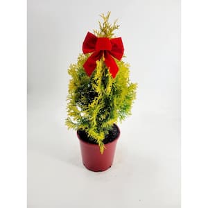 8 in. Thuja Jantar (Arborvitae) Live Shrub in Red Holiday Pot with Bow