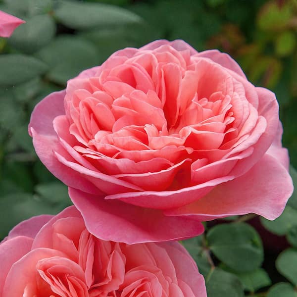 Bareroot Scentables Sweet Mademoiselle Hybrid Tea Rose Bush with Peachy-Pink Flowers (2-Pack)
