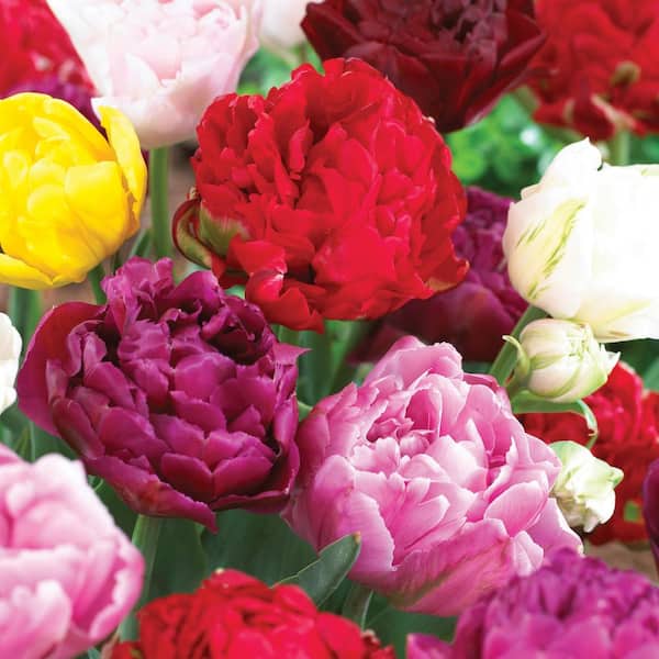 Garden State Bulb 12/plus cm Tulip Bulbs Double Mixed (Bag of 25)